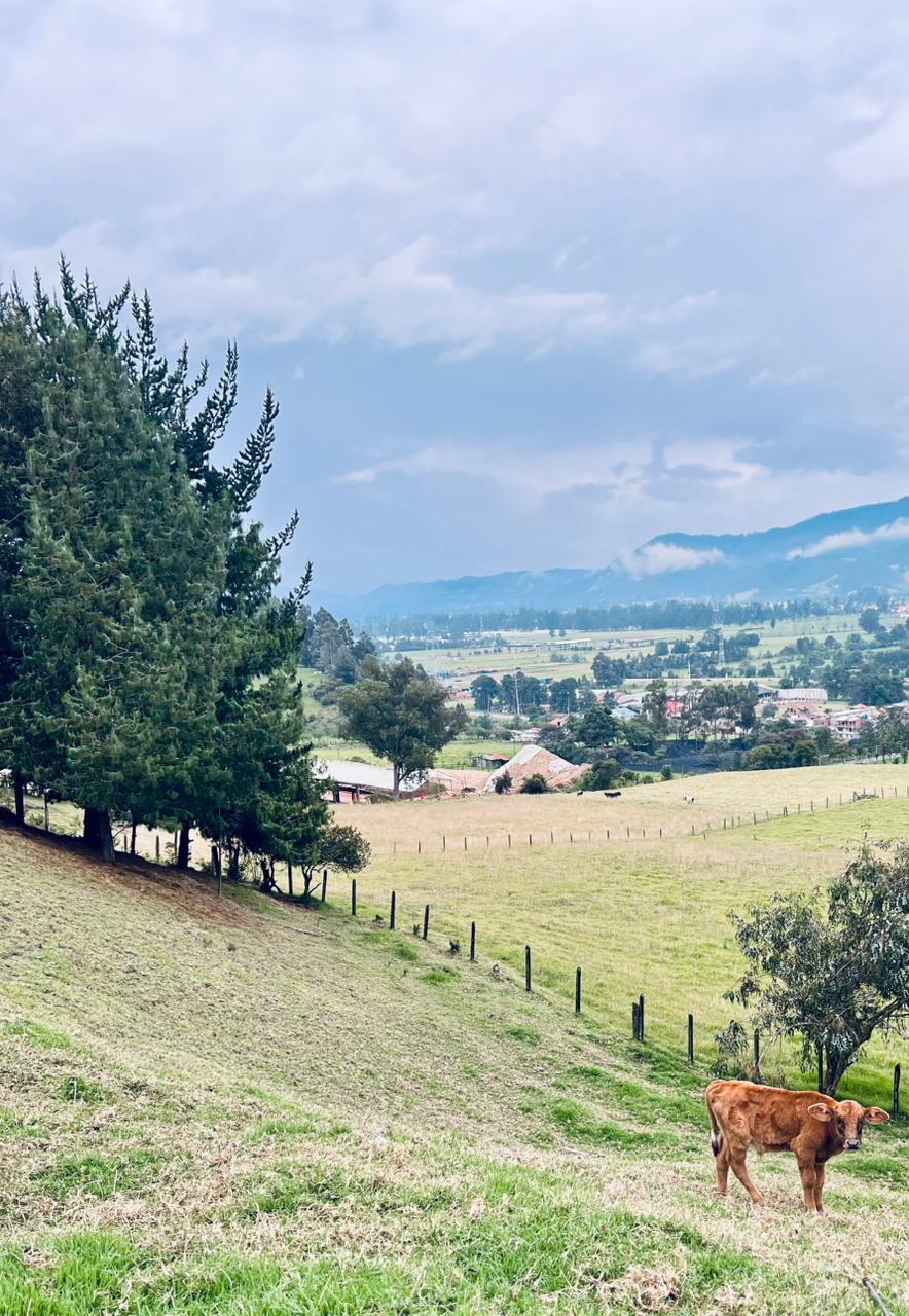 Sede Finca 15