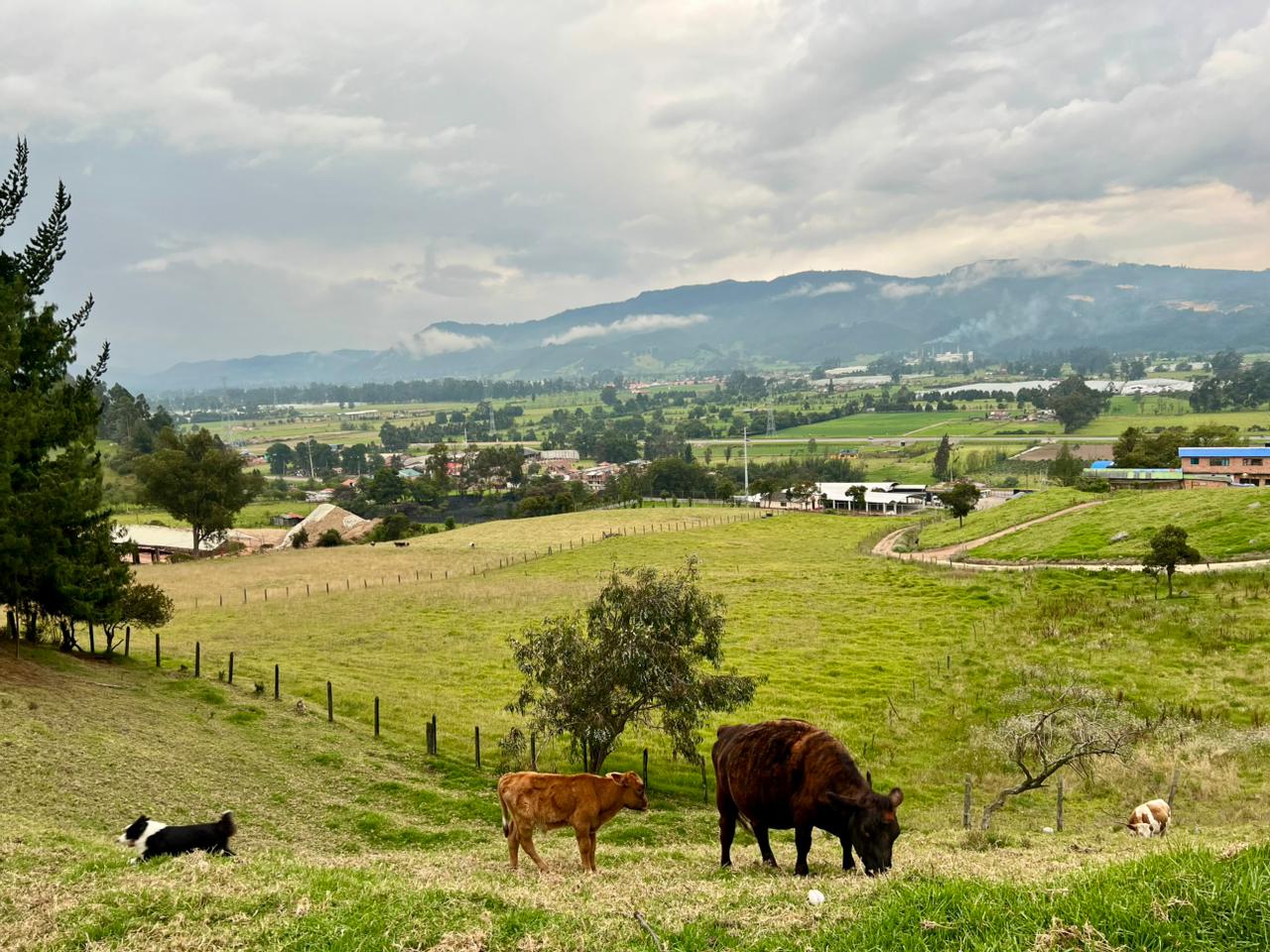 Sede Finca 17
