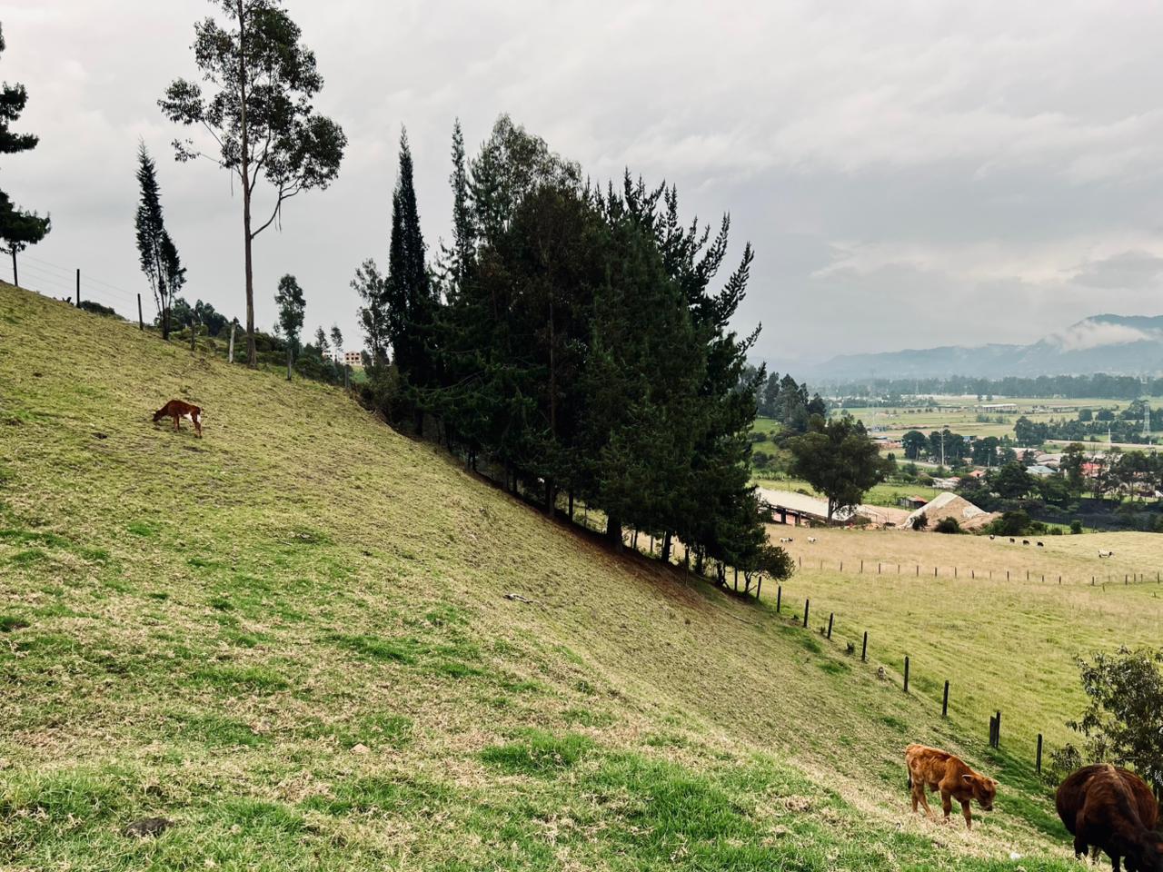 Sede Finca 22